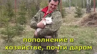 Пополнение в хозяйстве. Привезли трёх поросят, почти даром.