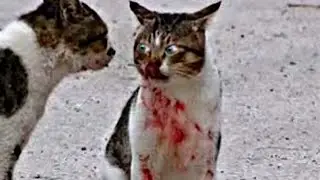 نعيمه وزغلول - أفضل قطط كيتى, تربية القطط الصغيرة