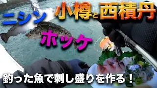【ホッケ、ニシン】小樽、積丹方面で釣った魚で刺し盛りを作る！