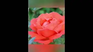 Стих посвящается Марине Гукасян