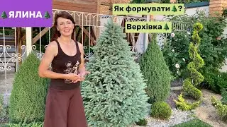Карпатська красуня🌲Вирощую  ялинку з лісу, формую верхівку
