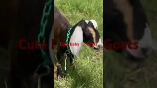 Cute baby goats #lovely #Adorable