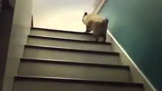 Песик скачет по ступенькам