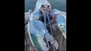 Blue Lobta