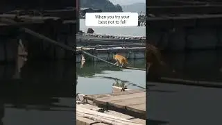 Cat mission failed #highlights #funny #catlover #cat #viralvideo #dog #doglover #fail #busted