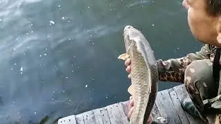 карп 5 кг.
