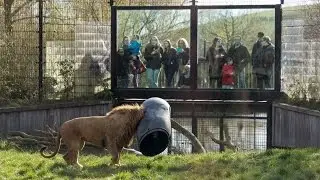 UNBELIEVABLE Lion gets stuck with its head in a feeding-barrel!