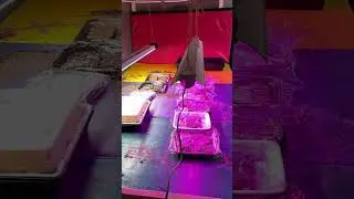 Practical & Budget Friendly Grow Room…Tour!