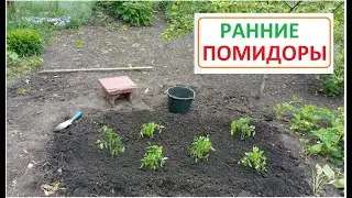 РАННИЕ ПОМИДОРЫ высадка рассады в открытый грунт