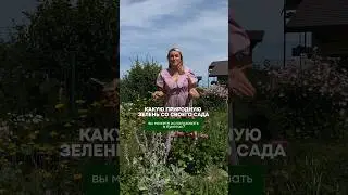 ТРИ ВАРИАНТА СТОЙКОЙ ЗЕЛЕНИ для букетов
