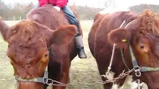 Верхом на быках. Экологически чистая тяговая сила