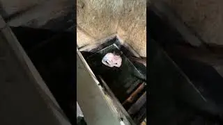 Пиратка комментирует моё купание в ледяной купели