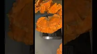 That one time I found some Chicken of the Woods Mushrooms 
