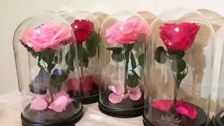 Долговечная Роза в Колбе