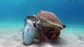 Ever seen a sea turtle eat a shark?! 😱🦈