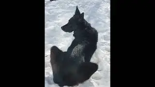 Good Dog