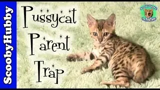 Pussycat Parent Trap --  Cat Clips #64