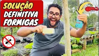 👉✅DOR de CABEÇA com FORMIGAS NUNCA MAIS ( Soluções Definitivas)