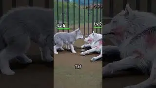 😭 Любовь этого маленького волчонка к своей маме покорила миллионы сердец! 🐺💔 #shorts