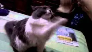 CAT LOVES MONEY (NINA ROBERTA)