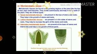 Plant tissue