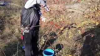 Эффективный метод сбора шиповника !