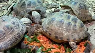 Сухопутные черепахи в ВОСТОРГЕ от этого кулинарного шедевра Ксюши!