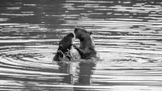 LOVE IS...CAPIVARA WEDDING