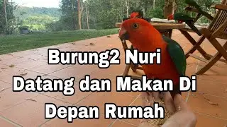 Burung Nuri Liar Berdatangan ke Rumah Mertua