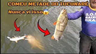 Boto comeu meu peixe! Nunca vi tanto boto Rio Xeruini Roraima