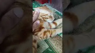 кот АЛЕКС ❤❤ Умничка