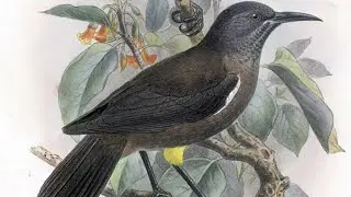 Kauaʻi ʻōʻō sound . voice . ( 15 min )