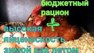 Как получить высокую яйценоскость у кур в любое время года/Бюджетный  рацион питания