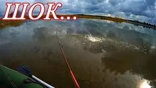 ШОК! Ловим карпа на козьи какашки.