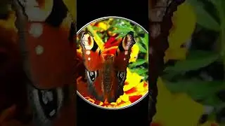 #Shorts Самые Красивые Бабочки Павлиний Глаз. Красивые Бабочки Шортс Видео Shorts Красивое Видео