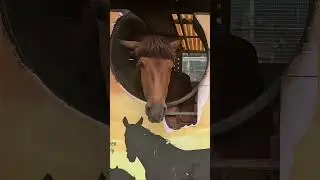 Talking Horse