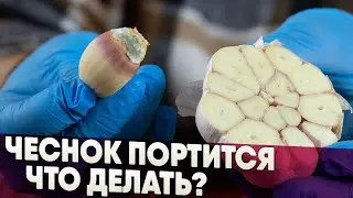 Чеснок портится, что делать?