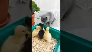 КОГО НА ОБЕД ПРИГОТОВИТЬ! 
