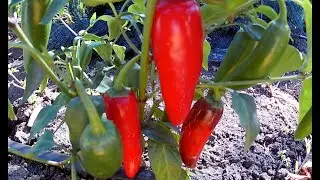 Jalapeno Jalastar. Сорт острого перца