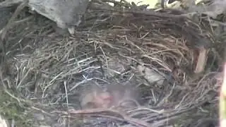 'Webcam' in vogelnest (bird's nest)