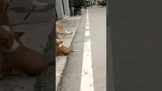 mother care in animal
