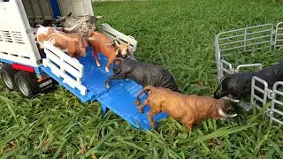 MOVING BULLS/ Touros / STOP MOTION/ Trasporto TORI