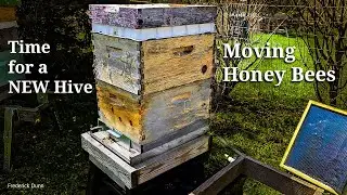 Swapping Old Hive Boxes with new Propola Bee Boxes, replacing old comb with new foundation.
