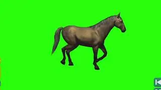 horse running -5 green screen video