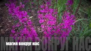 Магия в нас и вокруг