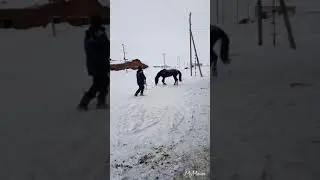 Конь встал в свечку