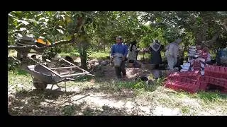 Fruit Harvest Around the World |Agriculture & Orchard & Farm &Team work