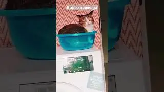 Смешные моменты с животными. #приколы #смешноевидео