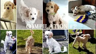 FIDO'S COMPILATION #2 | 3 months old poodle | Life of pet Fido
