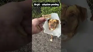 Fancy treats for the dogs! (Part 2)